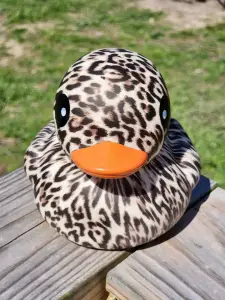 (image for) Leopard Print Duck